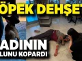 kopek-kadinin-kolunu